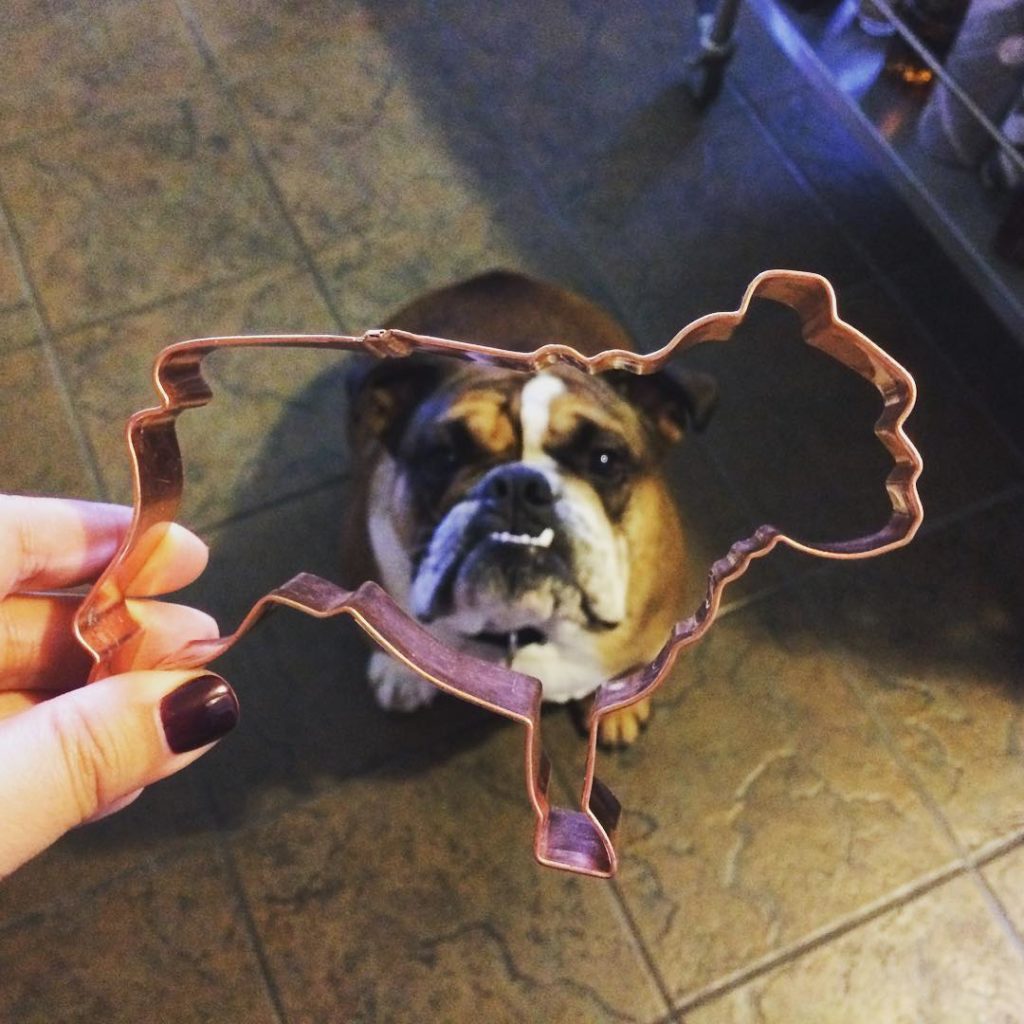 englishbulldog_cookiecutter