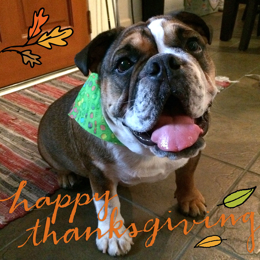 bee_happy_thanksgiving
