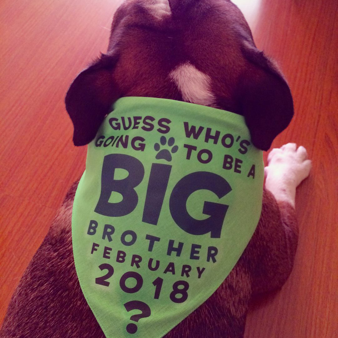 big_brother_bee_image2