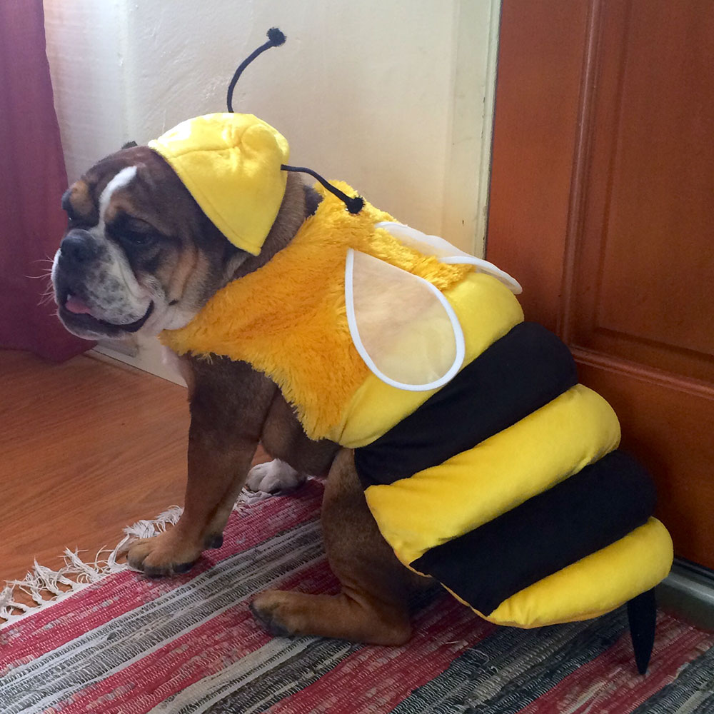 bumble_bee_image1