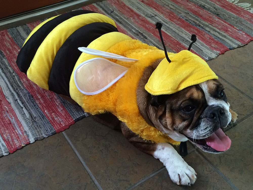 bumble_bee_image2